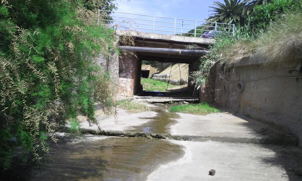 Rio Salivoli (Piombino) - rospi smeraldini in città!
